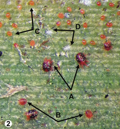 Red palm mite life stages_opt